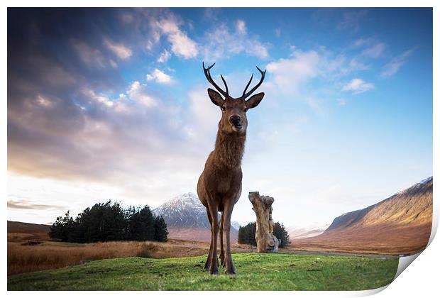 Highland Stag Print by Keith Thorburn EFIAP/b