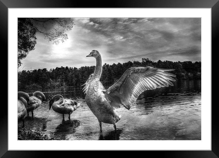 swan lake Framed Mounted Print by Doug McRae