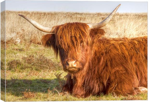 Highland Cow Canvas Print by Mike Gorton