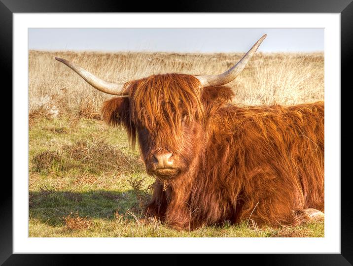 Highland Cow Framed Mounted Print by Mike Gorton