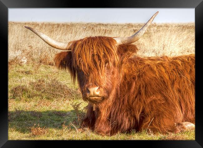 Highland Cow Framed Print by Mike Gorton