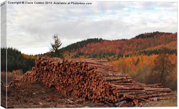 Tree felling in Perthshire Canvas Print by Claire Colston