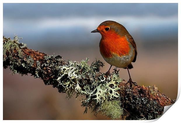 Robin Print by Macrae Images