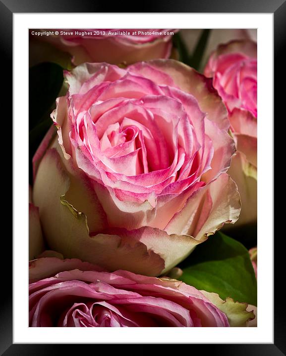 Wedding Roses Framed Mounted Print by Steve Hughes