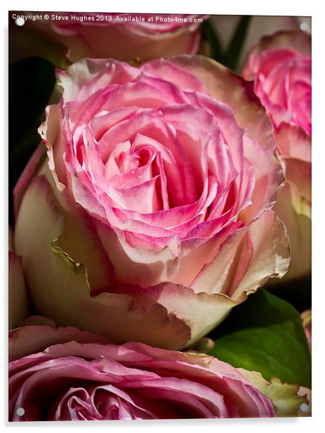 Wedding Roses Acrylic by Steve Hughes