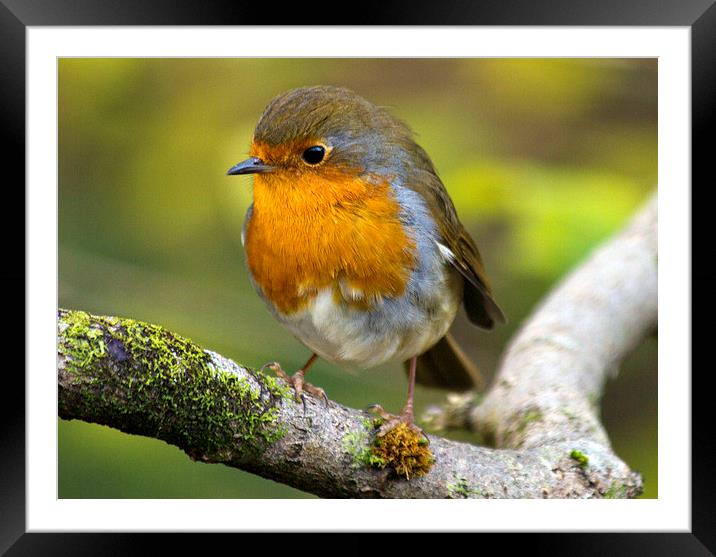 Red Robin Framed Mounted Print by les tobin