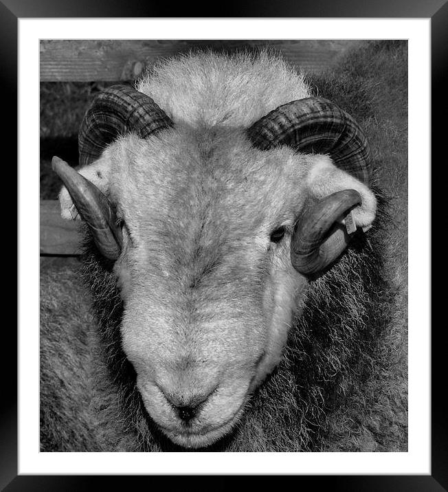 Herdwick Sheep from Cumbria Framed Mounted Print by Chris Himsworth