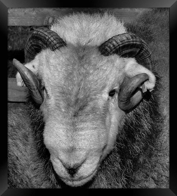 Herdwick Sheep from Cumbria Framed Print by Chris Himsworth