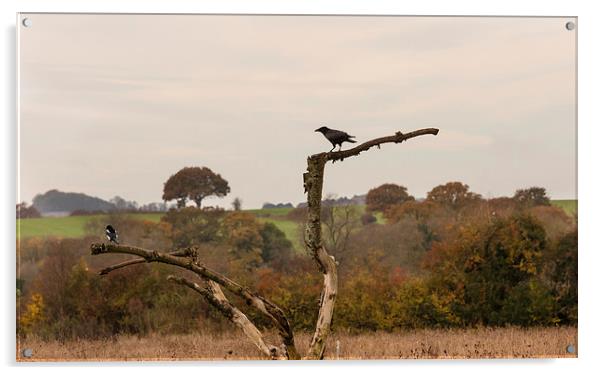 The Raven and the Magpie Acrylic by Philip Pound