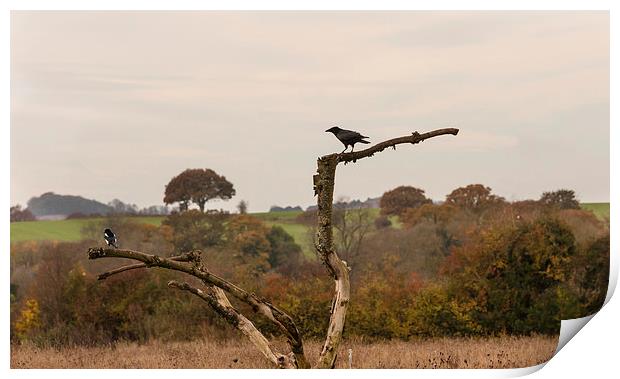 The Raven and the Magpie Print by Philip Pound