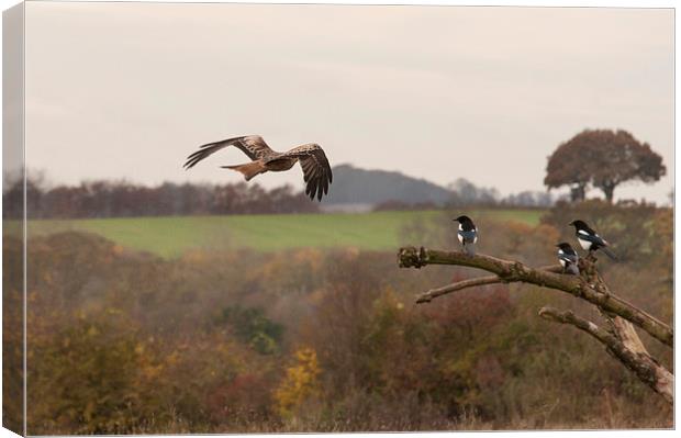 Red Kite and Magpies Canvas Print by Philip Pound