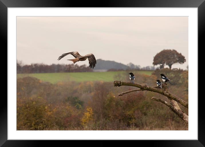 Red Kite and Magpies Framed Mounted Print by Philip Pound