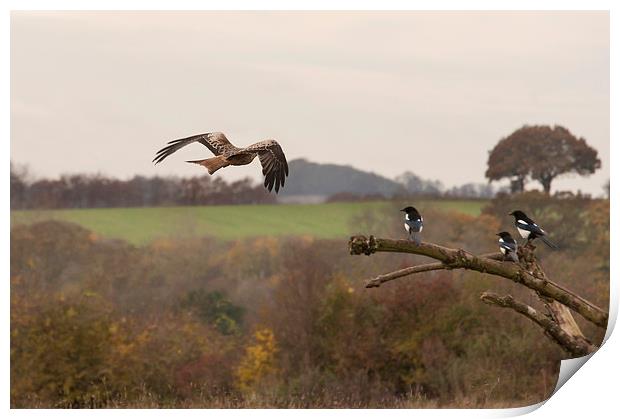 Red Kite and Magpies Print by Philip Pound