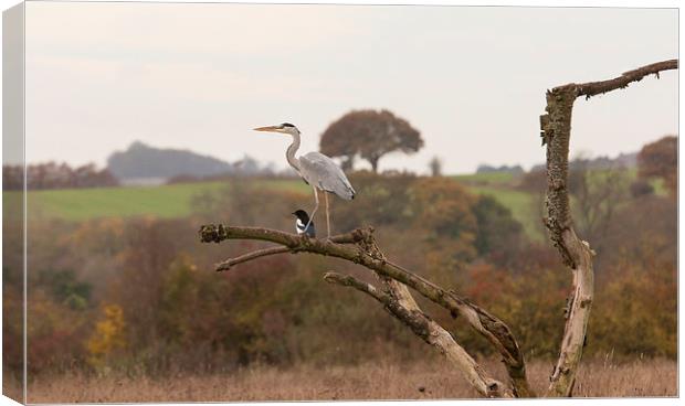 Grey Heron and Magpie Canvas Print by Philip Pound