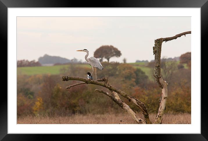 Grey Heron and Magpie Framed Mounted Print by Philip Pound