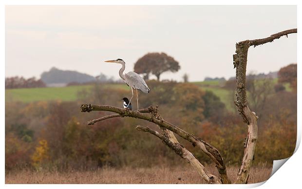 Grey Heron and Magpie Print by Philip Pound