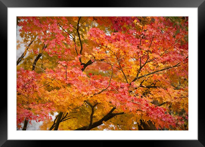 Glorious Autumn Leaves Framed Mounted Print by Philip Pound