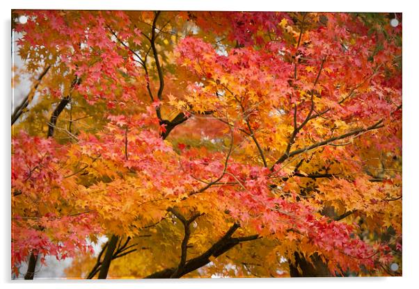 Glorious Autumn Leaves Acrylic by Philip Pound