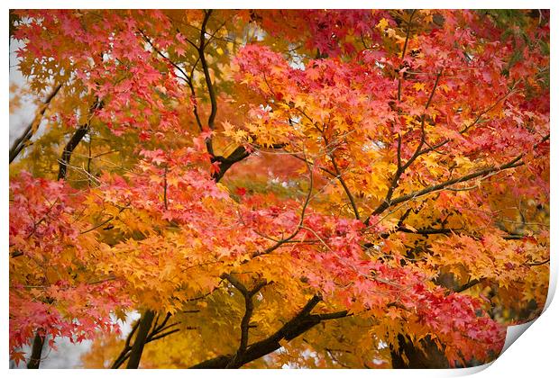 Glorious Autumn Leaves Print by Philip Pound