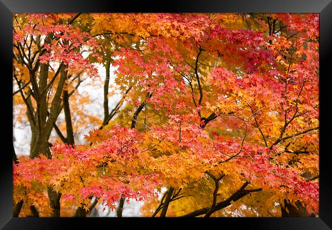 Fabulous Autumn Colours Framed Print by Philip Pound
