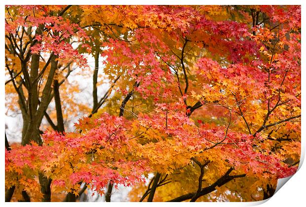 Fabulous Autumn Colours Print by Philip Pound