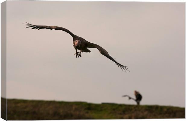 Vulture in Flight Canvas Print by Philip Pound