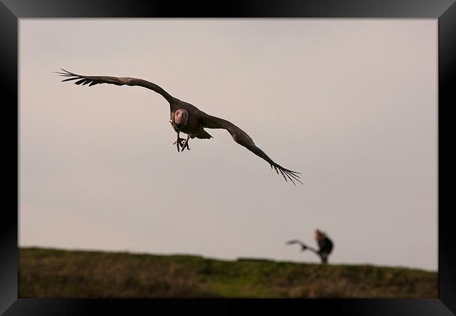 Vulture in Flight Framed Print by Philip Pound