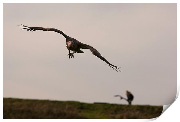 Vulture in Flight Print by Philip Pound