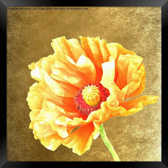 Golden Poppy Framed Print by Sharon Lisa Clarke