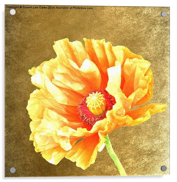 Golden Poppy Acrylic by Sharon Lisa Clarke