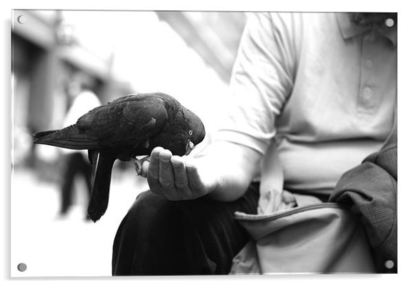 pigeons2 Acrylic by Maciej Pawlikowski