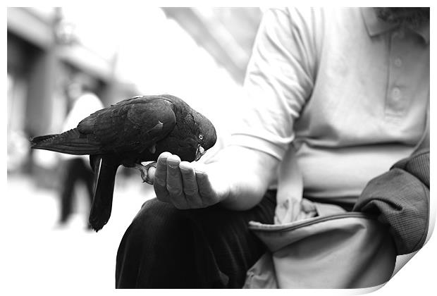 pigeons2 Print by Maciej Pawlikowski