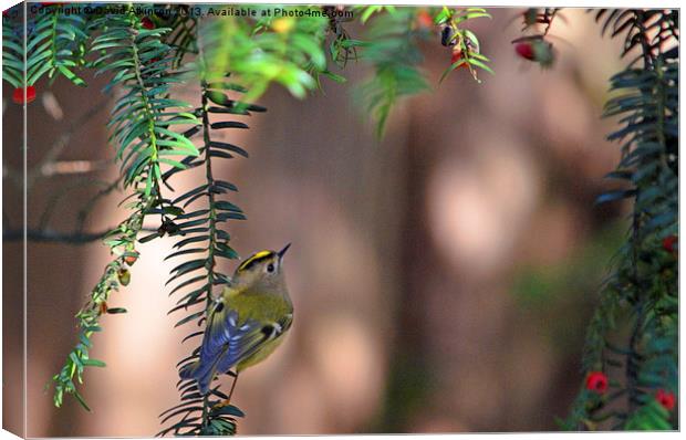 GOLDCREST LOOKING FOR LUNCH Canvas Print by David Atkinson