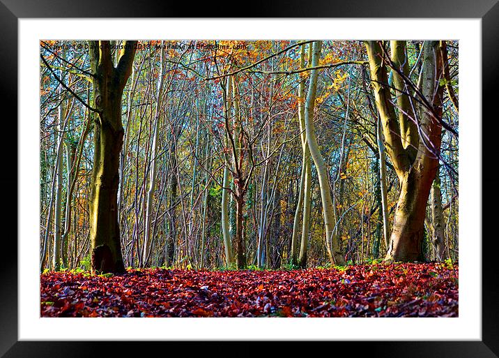 AUTUMN WOOD Framed Mounted Print by David Atkinson