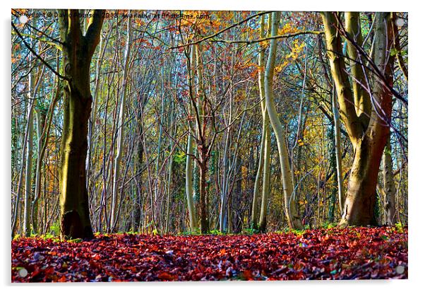 AUTUMN WOOD Acrylic by David Atkinson