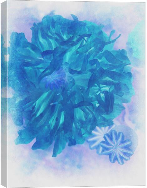 Blue Peony. Canvas Print by Heather Goodwin