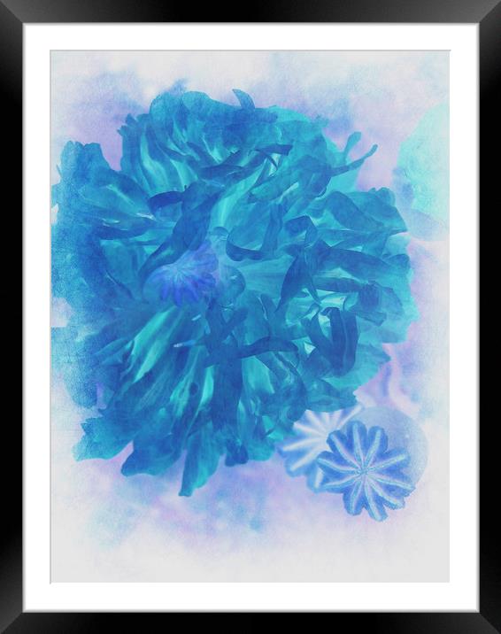 Blue Peony. Framed Mounted Print by Heather Goodwin