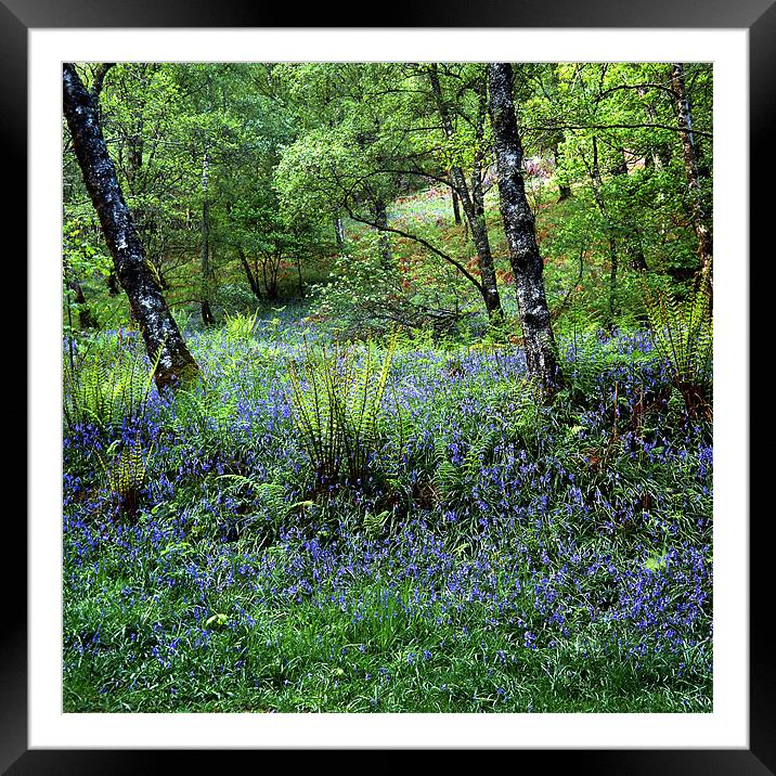 Bluebell Wood Framed Mounted Print by James Mc Quarrie