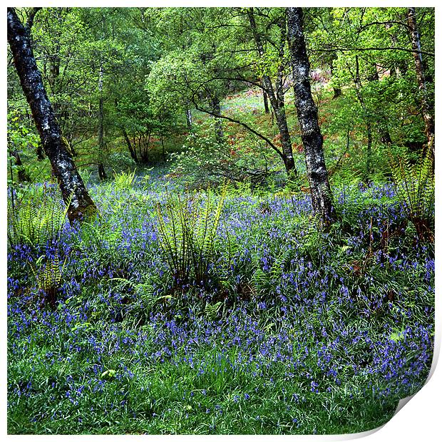 Bluebell Wood Print by James Mc Quarrie