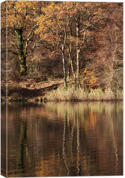 Golden Pond - 1 Canvas Print by David Tinsley