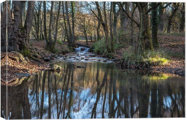 Cannop Brook - 2 Canvas Print by David Tinsley