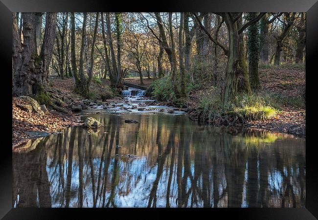Cannop Brook - 2 Framed Print by David Tinsley