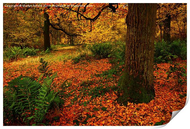 Woodland Trees Print by Martyn Arnold
