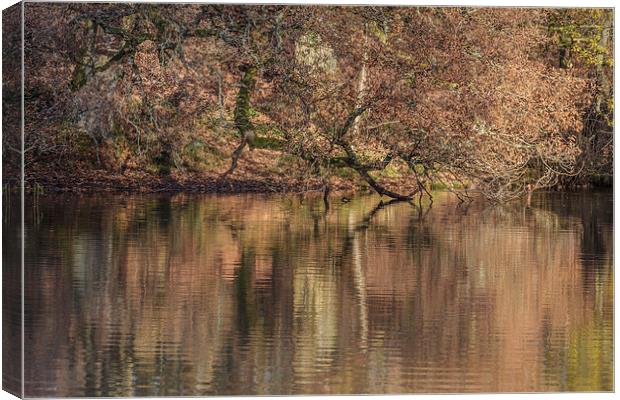 Old Oak Reflections Canvas Print by David Tinsley