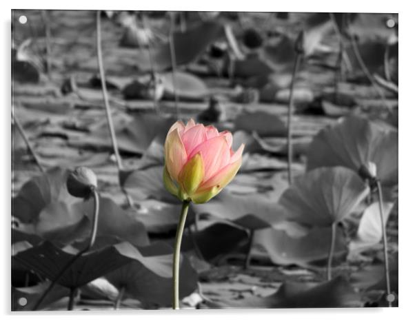 lotus Acrylic by anurag gupta