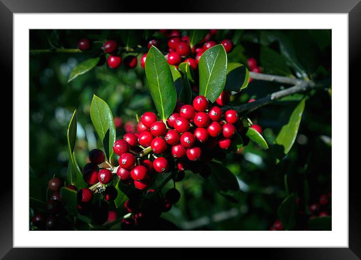 Jolly Holly Framed Mounted Print by Michael Waters Photography