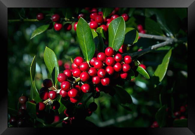 Jolly Holly Framed Print by Michael Waters Photography