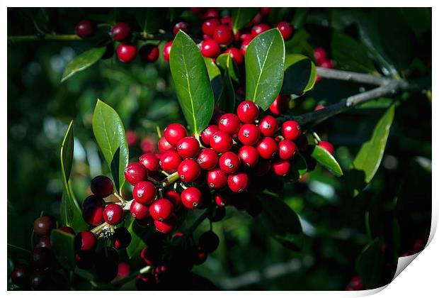 Jolly Holly Print by Michael Waters Photography