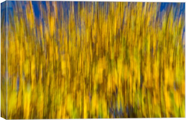 Abstract of Autumn Canvas Print by David Pyatt