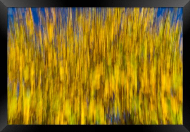 Abstract of Autumn Framed Print by David Pyatt